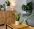 Surprising Benefits of Keeping a Snake Plant in Your Bedroom or Home